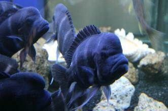 開(kāi)家水族館掙錢(qián)嗎現(xiàn)在怎么樣了（開(kāi)家水族館是否賺錢(qián)）