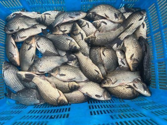 青島龍魚vs青島水族批發市場vs青島水族館vs青島魚缸批發市場vs祥龍魚場：青島水族批發市場價格祥龍魚場口碑評價青島水族批發市場價格