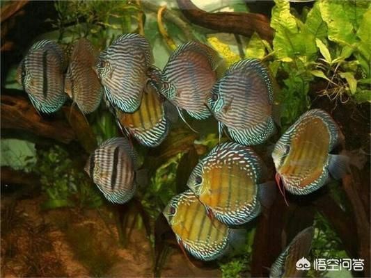 魚缸有什么辦法可以不用換水，如何自制魚缸生物過濾系統(tǒng) 魚缸有什么辦法可以不用換水，如何自制魚缸生物過濾系統(tǒng) 魚缸百科 第7張
