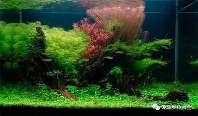 紅龍魚四大品牌是哪四個牌子的：redphoenix紅龍魚四大品牌的詳細信息