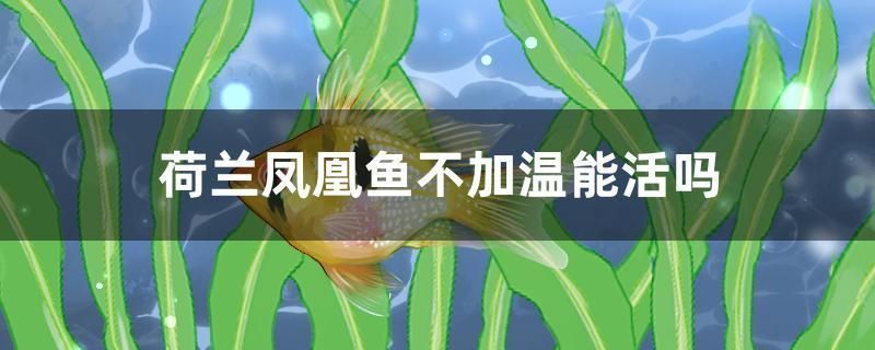 荷蘭鳳凰魚不加溫能活嗎 荷蘭鳳凰魚不加溫能活嗎 觀賞魚百科