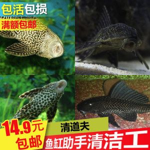 鉆石金龍魚多少錢：鉆石金龍魚，水中靈韻，奢華與靈動的交織