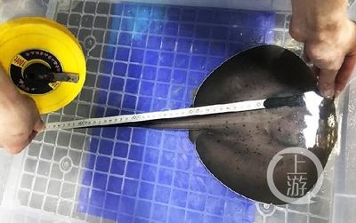 魟魚產仔后怎么辦：當魟魚產仔后，護理工作變得尤為重要,以下關鍵步驟和注意事項