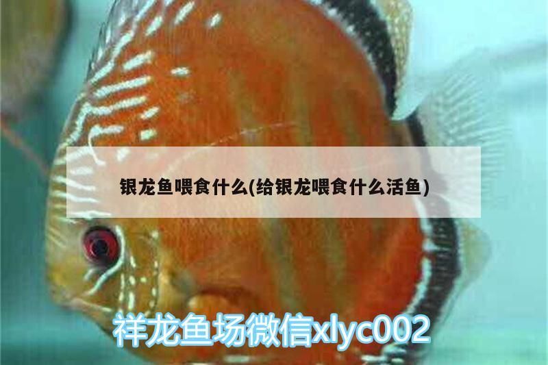 銀龍魚喂食什么(給銀龍喂食什么活魚)