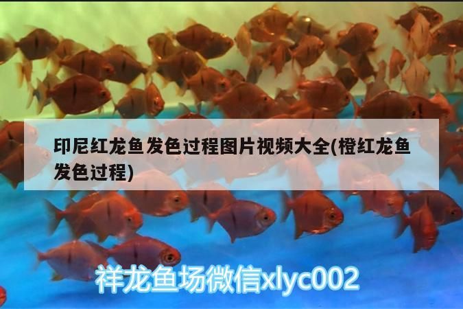 印尼紅龍魚發色過程圖片視頻大全(橙紅龍魚發色過程)
