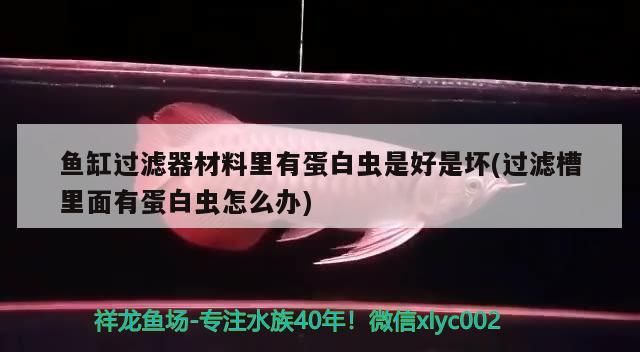龍魚干蝦有營養嗎 魚缸過濾器材料里有蛋白蟲是好是壞(過濾槽里面有蛋白蟲怎么辦) 觀賞魚百科 魚缸過濾器材料里有蛋白蟲是好是壞(過濾槽里面有蛋白蟲怎么辦) 魚缸過濾器材料里有蛋白蟲是好是壞(過濾槽里面有蛋白蟲怎么辦) 觀賞魚百科