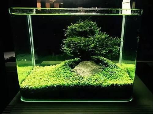 印尼虎魚苗腸炎預(yù)防措施，印尼虎魚苗疾病早期識別