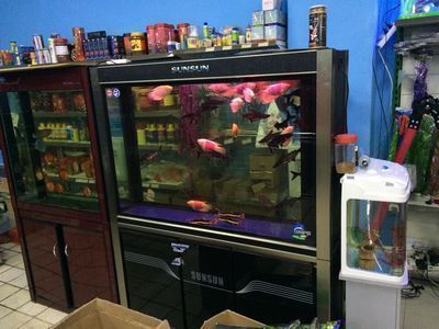 鹽城龍魚vs鹽城水族批發市場vs鹽城水族館vs鹽城魚缸批發市場vs祥龍魚場:“鹽城龍魚”、“鹽城水族批發市場”和“祥龍魚場” 祥龍魚場各市分站 第3張 鹽城龍魚vs鹽城水族批發市場vs鹽城水族館vs鹽城魚缸批發市場vs祥龍魚場:“鹽城龍魚”、“鹽城水族批發市場”和“祥龍魚場” 鹽城龍魚vs鹽城水族批發市場vs鹽城水族館vs鹽城魚缸批發市場vs祥龍魚場:“鹽城龍魚”、“鹽城水族批發市場”和“祥龍魚場” 祥龍魚場各市分站 第3張