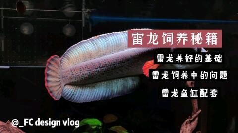 雷龍魚混養(yǎng)搭配指南，雷龍魚如何與雷龍魚混養(yǎng) 雷龍魚混養(yǎng)搭配指南，雷龍魚如何與雷龍魚混養(yǎng) 虎魚百科 第1張