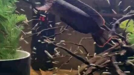 雷龍魚混養(yǎng)搭配指南，雷龍魚如何與雷龍魚混養(yǎng) 雷龍魚混養(yǎng)搭配指南，雷龍魚如何與雷龍魚混養(yǎng) 虎魚百科 第4張