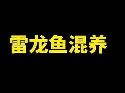 雷龍魚混養(yǎng)搭配指南，雷龍魚如何與雷龍魚混養(yǎng) 雷龍魚混養(yǎng)搭配指南，雷龍魚如何與雷龍魚混養(yǎng) 虎魚百科 第5張