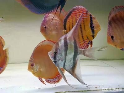 雷龍魚混養(yǎng)搭配指南，雷龍魚如何與雷龍魚混養(yǎng) 雷龍魚混養(yǎng)搭配指南，雷龍魚如何與雷龍魚混養(yǎng) 虎魚百科 第6張