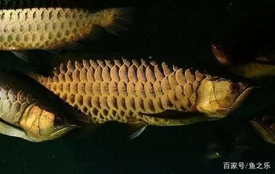 飼養紅龍魚用哪些檢測水質設備的方法：紅龍魚水質檢測設備