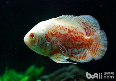 自己養(yǎng)的龍魚能吃嗎有毒嗎：自家豢養(yǎng)龍魚，觀賞與食用的情法之思