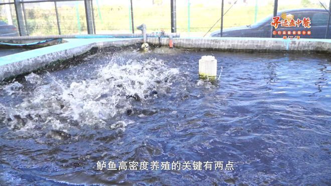 湖州龍魚vs湖州水族批發市場vs湖州水族館vs湖州魚缸批發市場vs祥龍魚場:全球首獲cites準證繁殖及出口湖州龍魚 祥龍魚場各市分站 第3張 湖州龍魚vs湖州水族批發市場vs湖州水族館vs湖州魚缸批發市場vs祥龍魚場:全球首獲cites準證繁殖及出口湖州龍魚 湖州龍魚vs湖州水族批發市場vs湖州水族館vs湖州魚缸批發市場vs祥龍魚場:全球首獲cites準證繁殖及出口湖州龍魚 祥龍魚場各市分站 第3張
