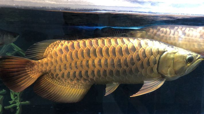 過背金龍魚和高背金龍魚哪個好養活：過背金龍魚和高背金龍魚哪個更好飼養