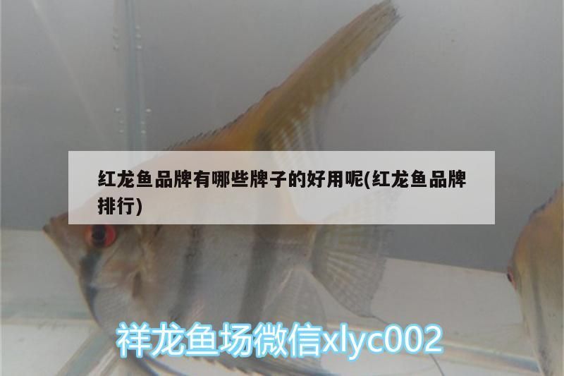 紅龍魚品牌有哪些牌子的好用呢(紅龍魚品牌排行)