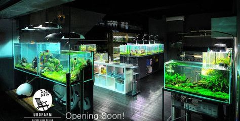 水族館店面裝修效果圖（關于水族館店面裝修的一些詳細信息）