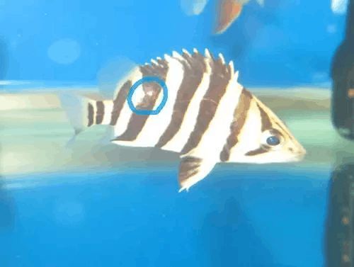 金老虎魚常見疾病預防，金老虎魚常見疾病的預防方法