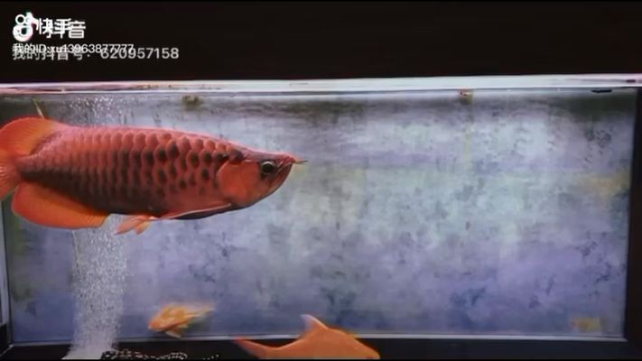廊坊龍魚vs廊坊水族批發(fā)市場vs廊坊水族館vs廊坊魚缸批發(fā)市場vs祥龍魚場：廊坊水族批發(fā)市場特色 廊坊龍魚vs廊坊水族批發(fā)市場vs廊坊水族館vs廊坊魚缸批發(fā)市場vs祥龍魚場：廊坊水族批發(fā)市場特色 祥龍魚場各市分站 第5張