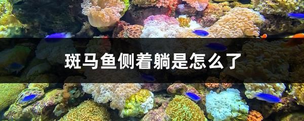 黃金貓與龍魚混養好不好養(黃金貓與龍魚混養好不好養)