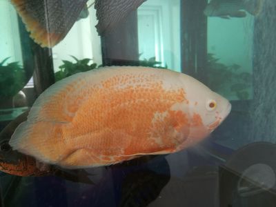 皇冠魟魚(yú)白點(diǎn)中間發(fā)黃的原因(皇冠魚(yú)變白色是怎么了)