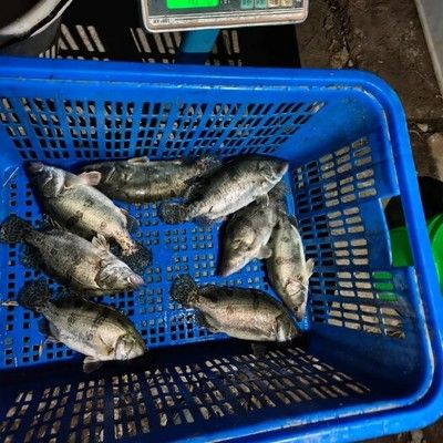 金龍魚的上漲邏輯圖