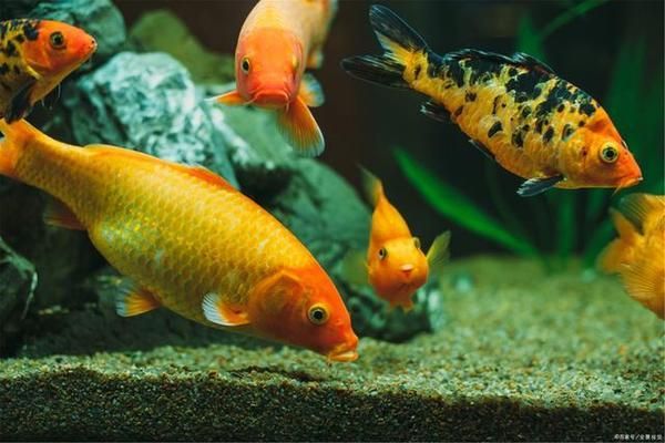 龍魚和元寶鳳凰混養好不好（龍魚和元寶鳳凰混養好不好呢）