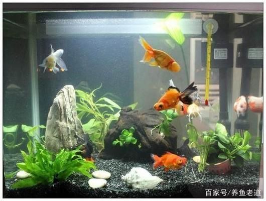 紫色龍魚圖片欣賞大全：紫色龍魚，水中的夢幻精靈