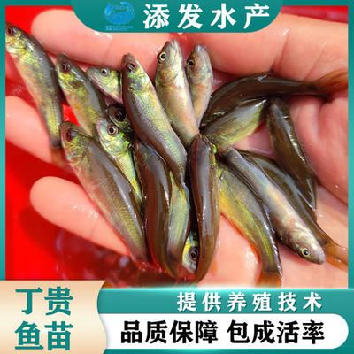 黑色的魚變成紅色的魚(為什么有的紅魚會變成黑色) 黑色的魚變成紅色的魚(為什么有的紅魚會變成黑色) 元寶鳳凰魚百科 第2張