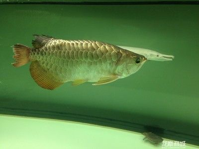 豬鼻龜20公分的價格：豬鼻龜20公分價格與其體型大小有直接關(guān)系，豬鼻龜價格是多少