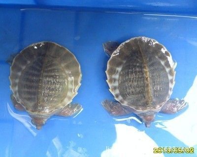 現(xiàn)在豬鼻龜值多少錢