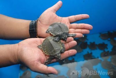 現在豬鼻龜值多少錢