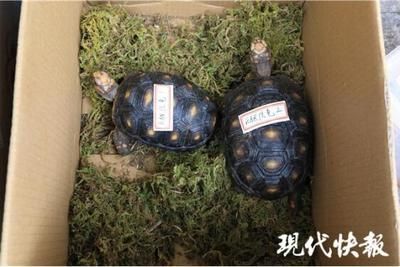 現在豬鼻龜值多少錢