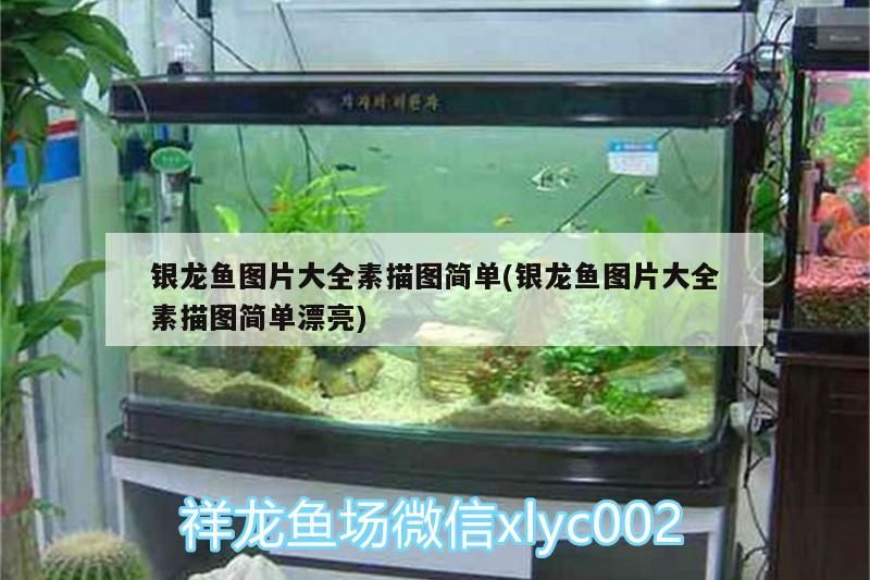 銀龍魚圖片大全素描圖簡單(銀龍魚圖片大全素描圖簡單漂亮)