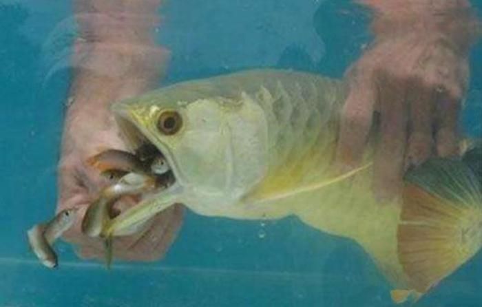 金龍魚繁殖行為的詳細(xì)解析：如何判斷金龍魚是否進(jìn)入繁殖期 金龍魚繁殖行為的詳細(xì)解析：如何判斷金龍魚是否進(jìn)入繁殖期 金龍魚百科 第1張