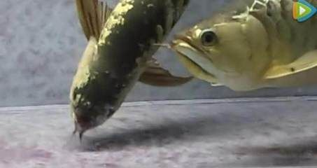 金龍魚繁殖行為的詳細(xì)解析：如何判斷金龍魚是否進(jìn)入繁殖期 金龍魚繁殖行為的詳細(xì)解析：如何判斷金龍魚是否進(jìn)入繁殖期 金龍魚百科 第4張