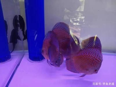 60的魚缸適合養幾條神仙魚：一個60厘米長的神仙魚可以養大約216條神仙魚
