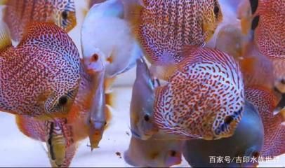 60的魚缸適合養幾條神仙魚：一個60厘米長的神仙魚可以養大約216條神仙魚
