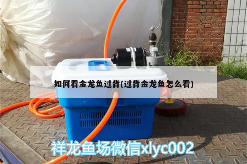 如何看金龍魚過(guò)背(過(guò)背金龍魚怎么看)