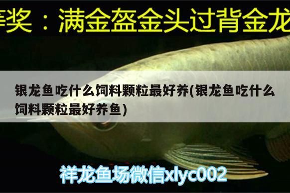銀龍魚吃什么飼料顆粒最好養(yǎng)(銀龍魚吃什么飼料顆粒最好養(yǎng)魚)