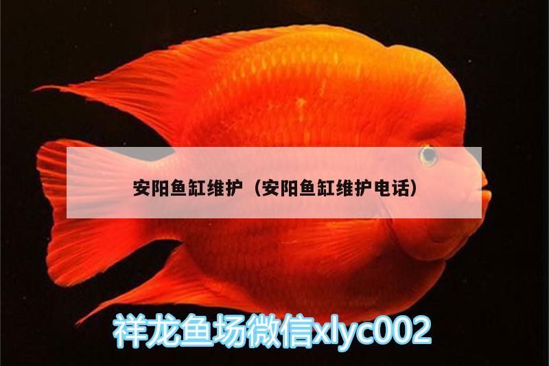 安陽魚缸維護（安陽魚缸維護電話）