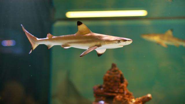 水族館魚類圖譜（關于水族館魚類圖譜的相關信息）