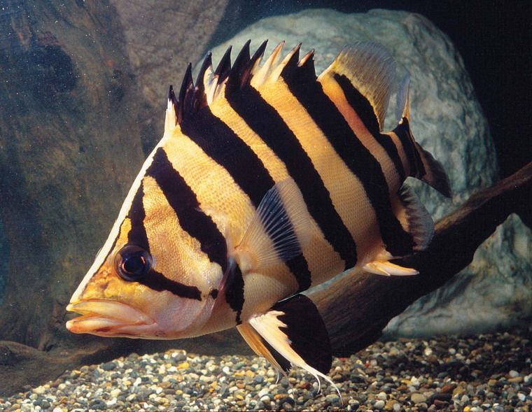 水族館魚類圖譜（關于水族館魚類圖譜的相關信息）