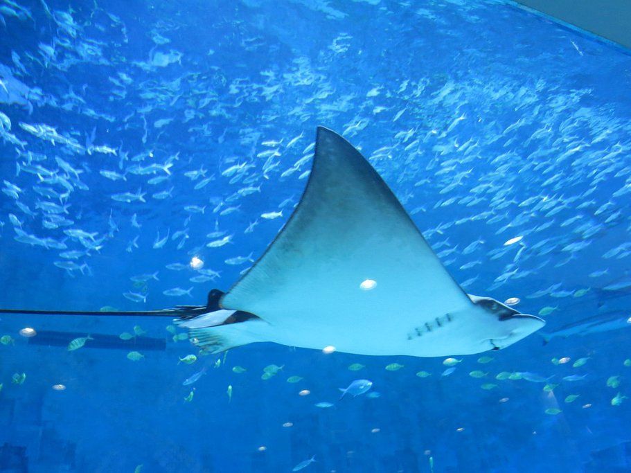水族館魚類圖譜（關于水族館魚類圖譜的相關信息）