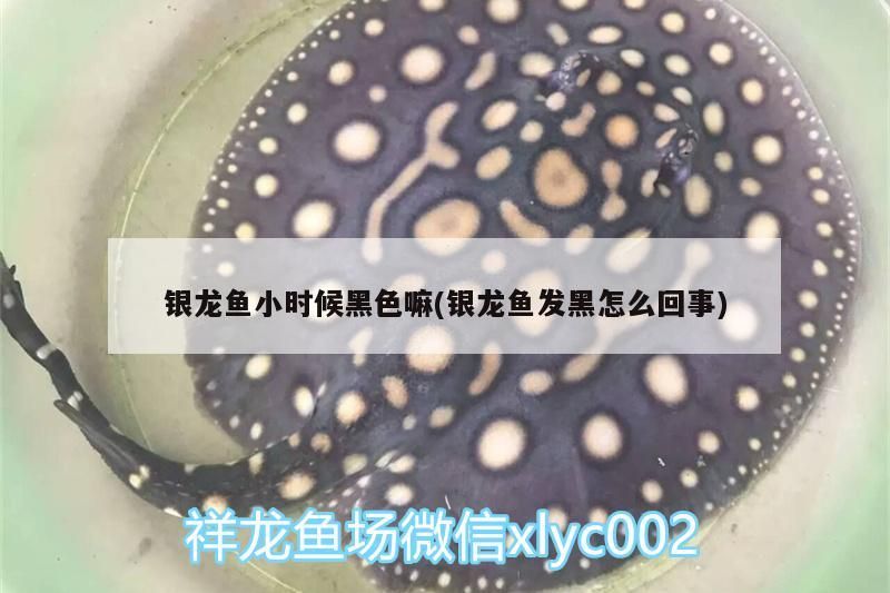 銀龍魚小時候黑色嘛(銀龍魚發黑怎么回事)