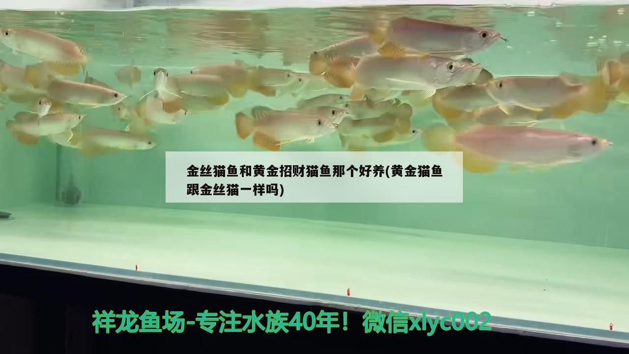金絲貓魚和黃金招財(cái)貓魚那個(gè)好養(yǎng)(黃金貓魚跟金絲貓一樣嗎)