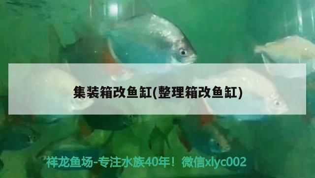 集裝箱改魚(yú)缸(整理箱改魚(yú)缸)
