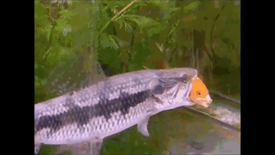 魟魚相互咬旁邊的魚:魟魚相互咬旁邊的魚是什么原因引起的? 魟魚百科 第1張 魟魚相互咬旁邊的魚:魟魚相互咬旁邊的魚是什么原因引起的? 魟魚相互咬旁邊的魚:魟魚相互咬旁邊的魚是什么原因引起的? 魟魚百科 第1張