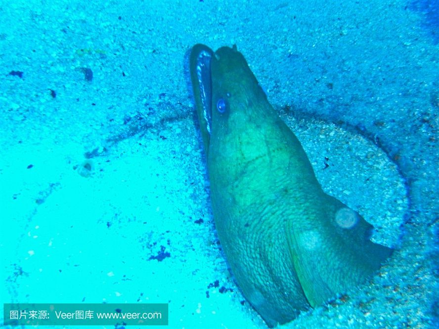 魟魚相互咬旁邊的魚:魟魚相互咬旁邊的魚是什么原因引起的? 魟魚百科 第3張 魟魚相互咬旁邊的魚:魟魚相互咬旁邊的魚是什么原因引起的? 魟魚相互咬旁邊的魚:魟魚相互咬旁邊的魚是什么原因引起的? 魟魚百科 第3張